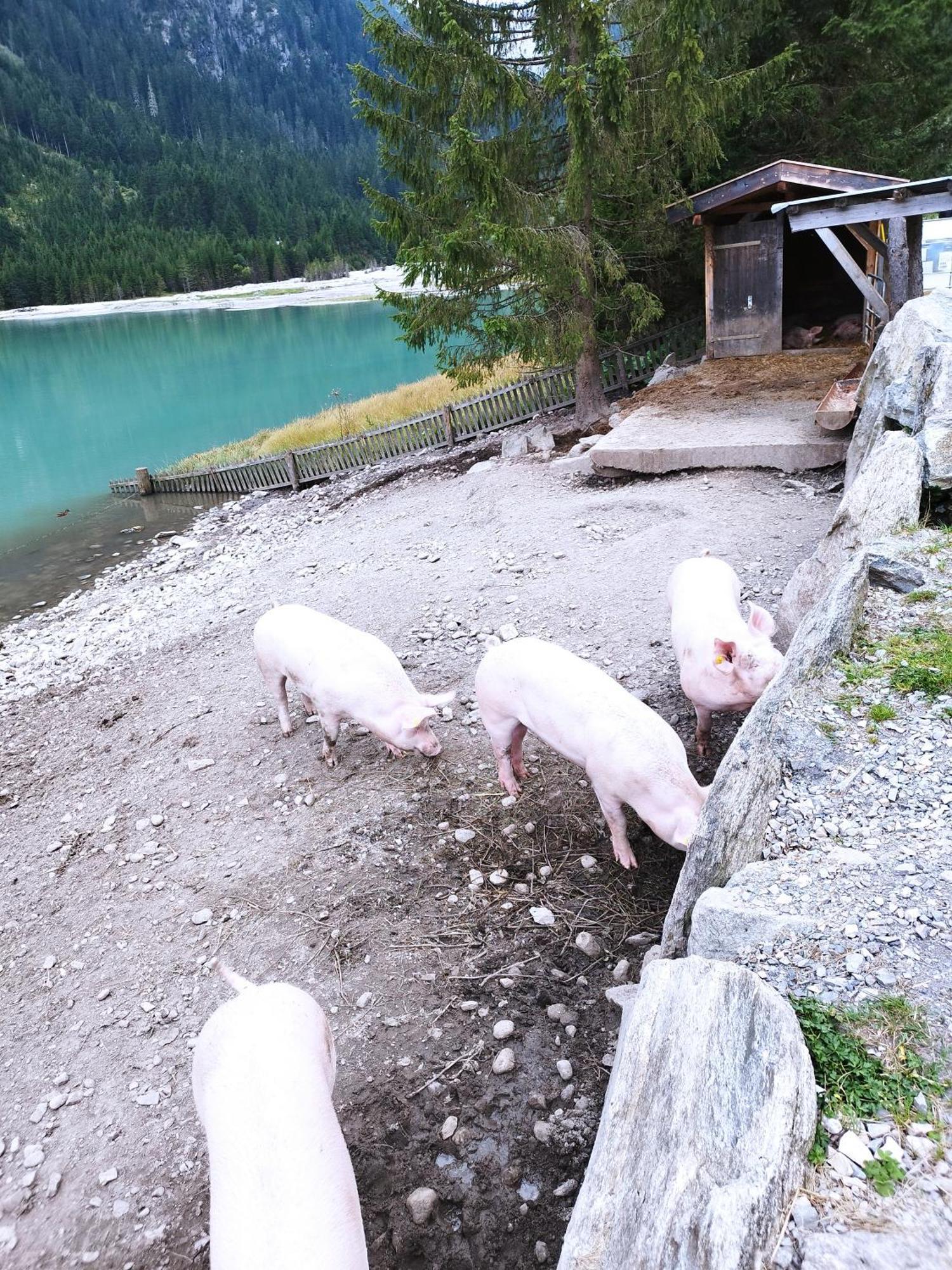 Apart Gerlossteinblick Aschau Im Zillertal 외부 사진